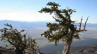 Great Basin NP 133 miles