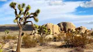 Joshua Tree NP