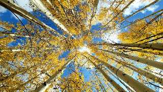 Kaibab National Forest