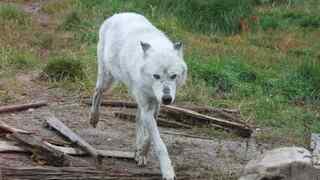 Réintroduction du loups 