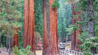Mariposa Grove, Yosemite National Park