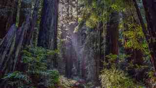 Muir Woods NM