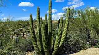 Organ Pipe Cactus NM 125 miles