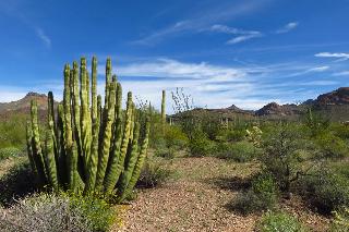 Organ Pipe Cactus NM