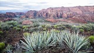 Red Cliffs National Conservation Area