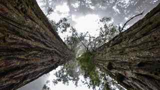 Redwood National and State Parks