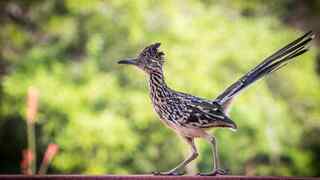 roadrunners