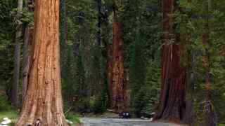Sequoia NP 254 miles