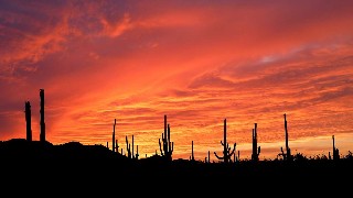 Tucson Mountain District, Saguaro National Park
