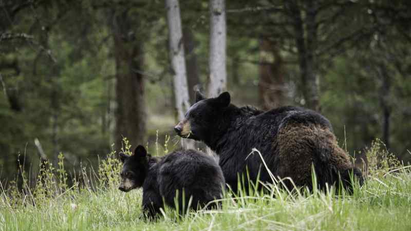 Animaux sauvages (ouest americain)