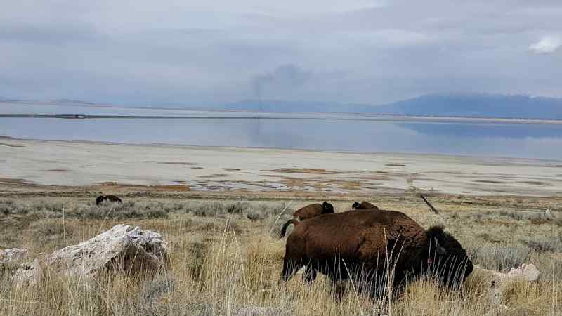 Antelope Island State Park