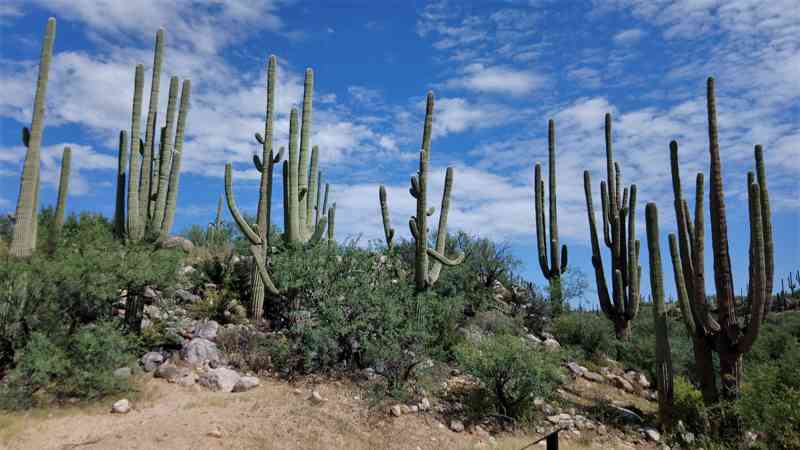 Catalina State Park