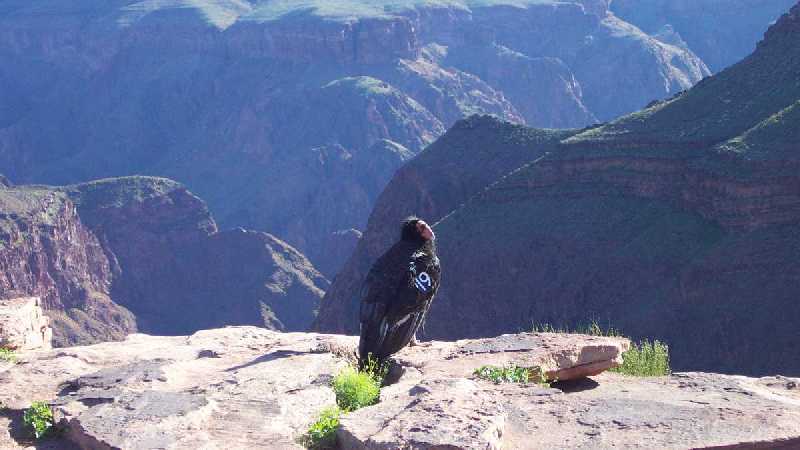 Condors au Grand Canyon