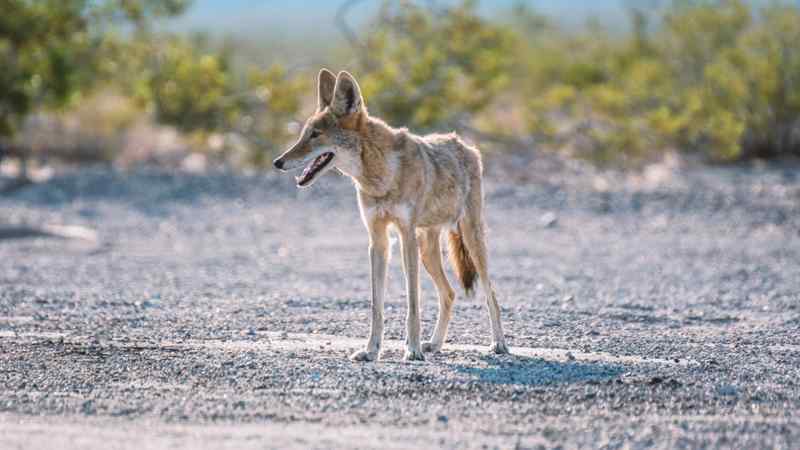 Les coyotes dans l'ouest américain