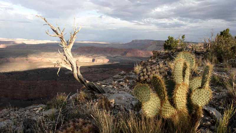 Travaux, routes fermées Grand Canyon-Parashant National Monument