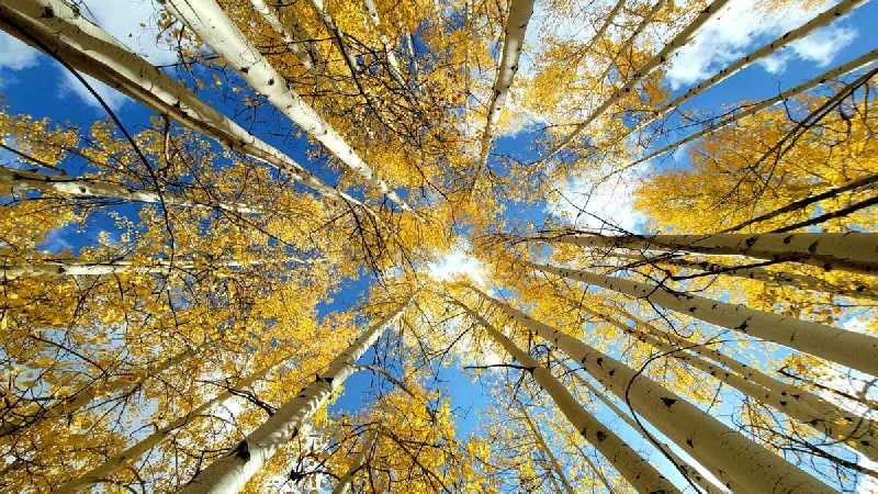 Kaibab National Forest