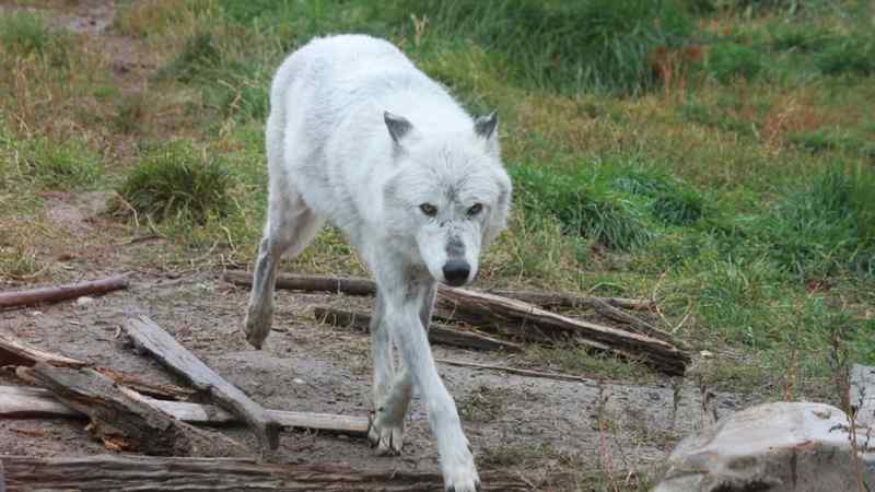 La réintroduction de 14 loups à Yellowstone change l'écosystème