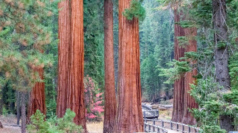 Mariposa Grove, Yosemite National Park