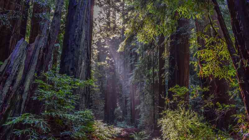 Muir Woods National Monument