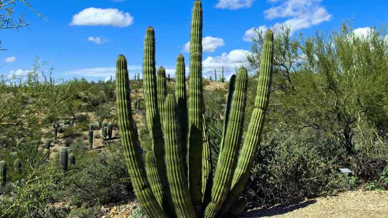 Travaux, routes fermées Organ Pipe Cactus National Monument