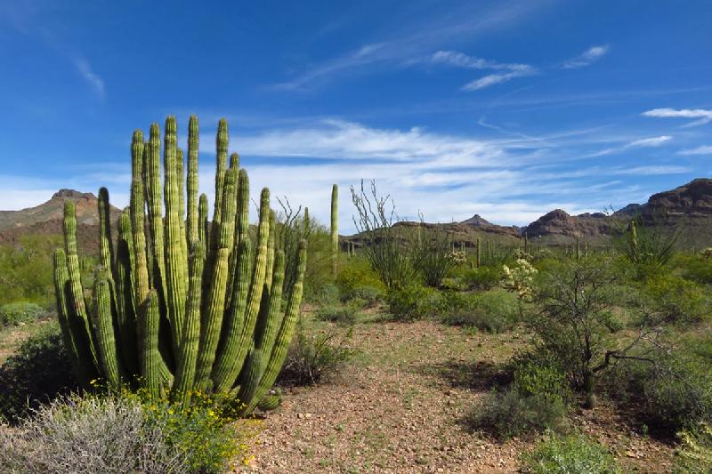 Organ Pipe Cactus National Monument