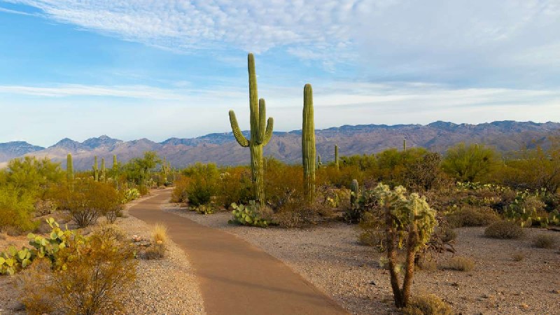 Rincon Mountain District, Saguaro National Park