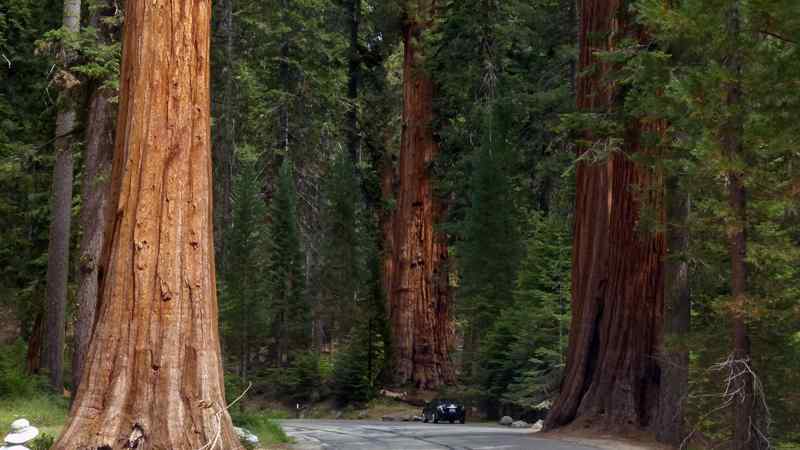 Sequoia National Park et Kings Canyon