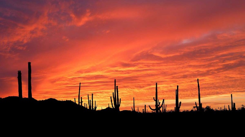 Tucson Mountain District, Saguaro National Park