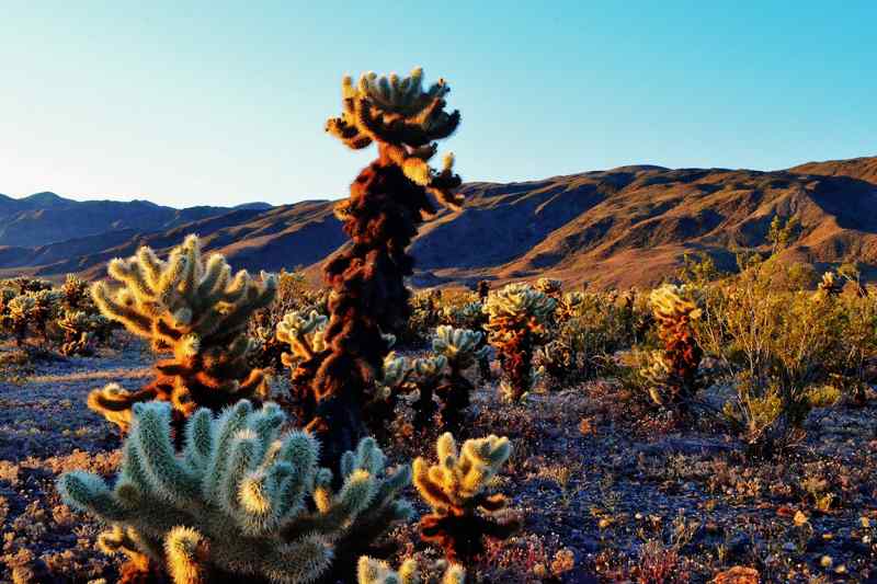 Cholla cactus