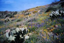 Agua Fria National Monument