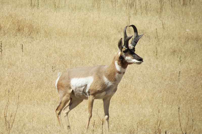 Antilope d'Amérique