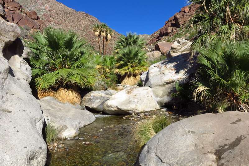 Oasis