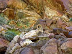 Anza-Borrego Desert State Park