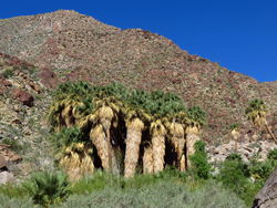 Anza-Borrego Desert State Park