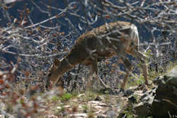 Black Canyon Of The Gunnison