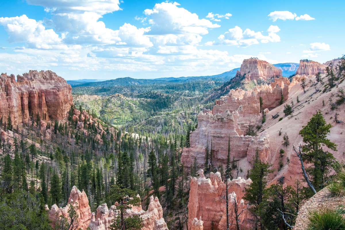 Swamp Canyon