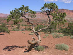 Capitol Reef National Park