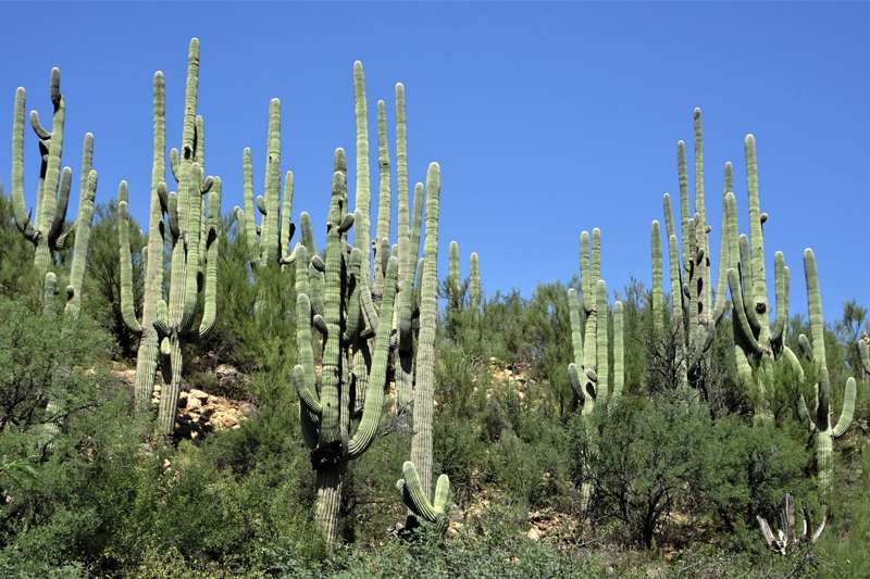 Canyon Loop Trail