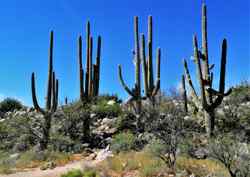 Catalina State Park