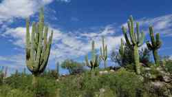 Catalina State Park