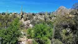 Catalina State Park