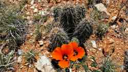 Catalina State Park