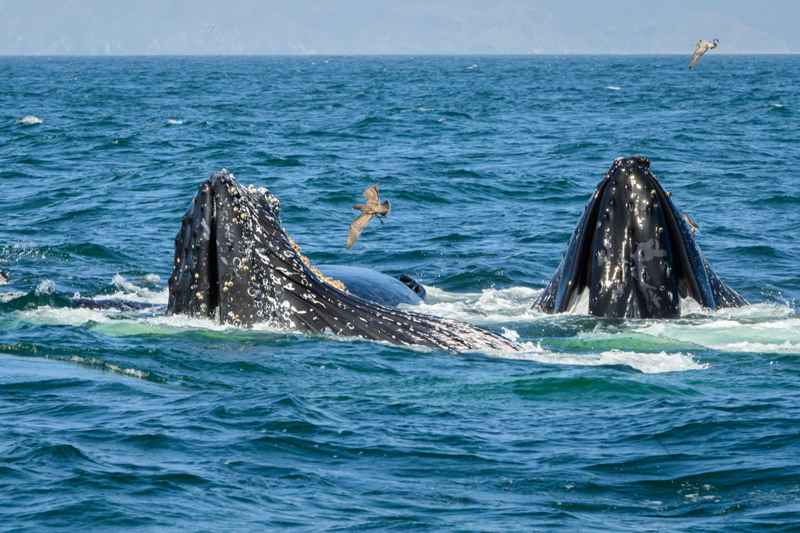 Observation des baleines