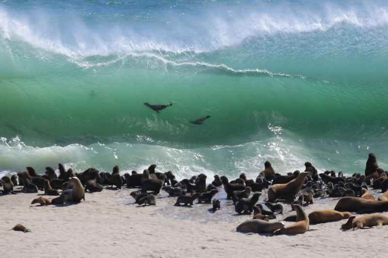 Lions de mer et phoques Point Bennett, San Miguel Island