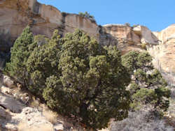 Colorado National Monument