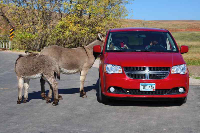 Burros Custer State Park