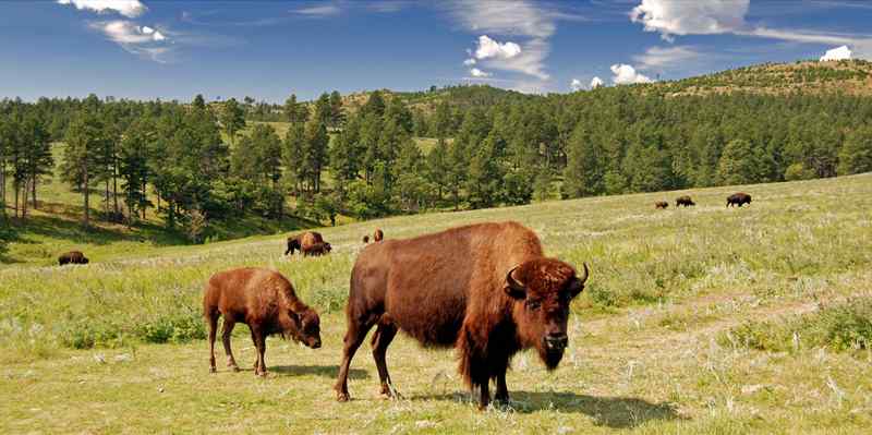 Wildlife Loop Road