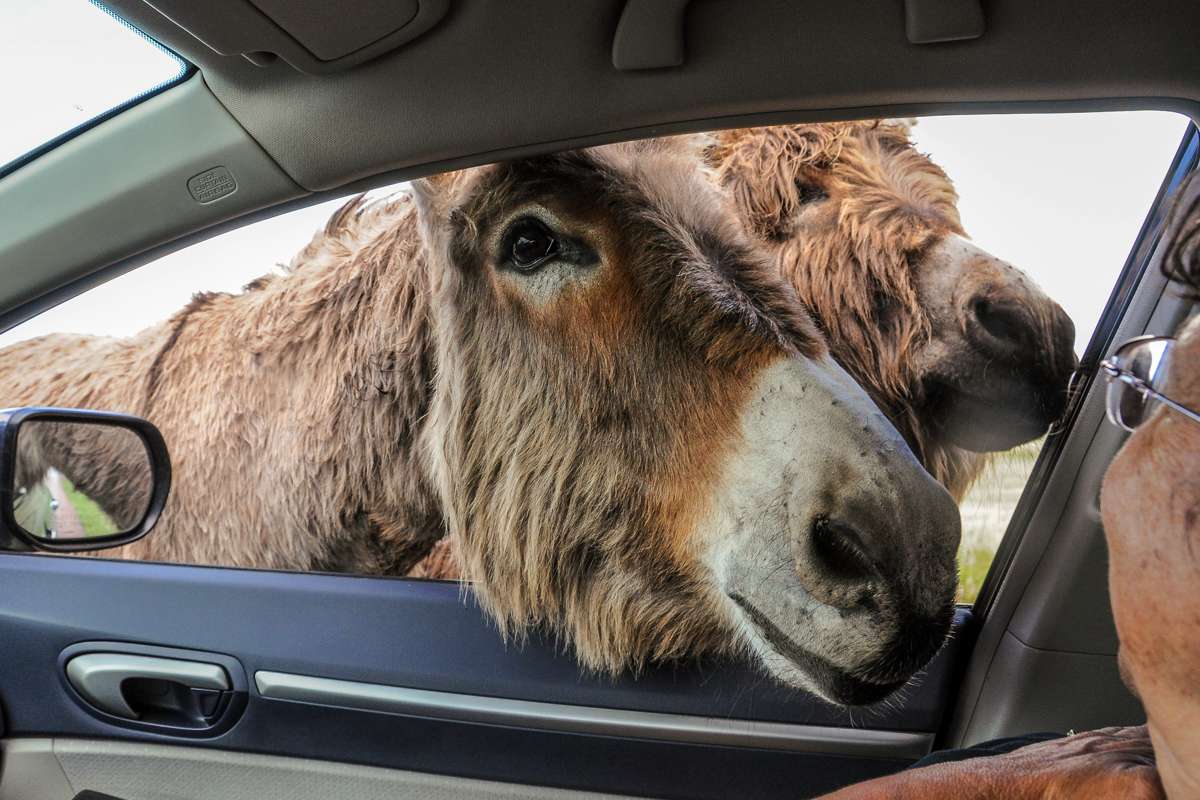 Burros
