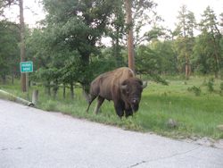 Custer State Park