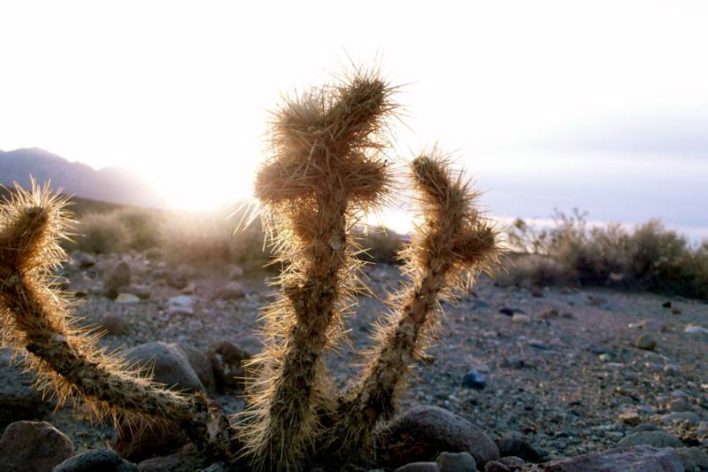 Mesquite Springs